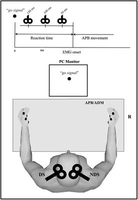 Frontiers Changes in Corticospinal Circuits During Premovement